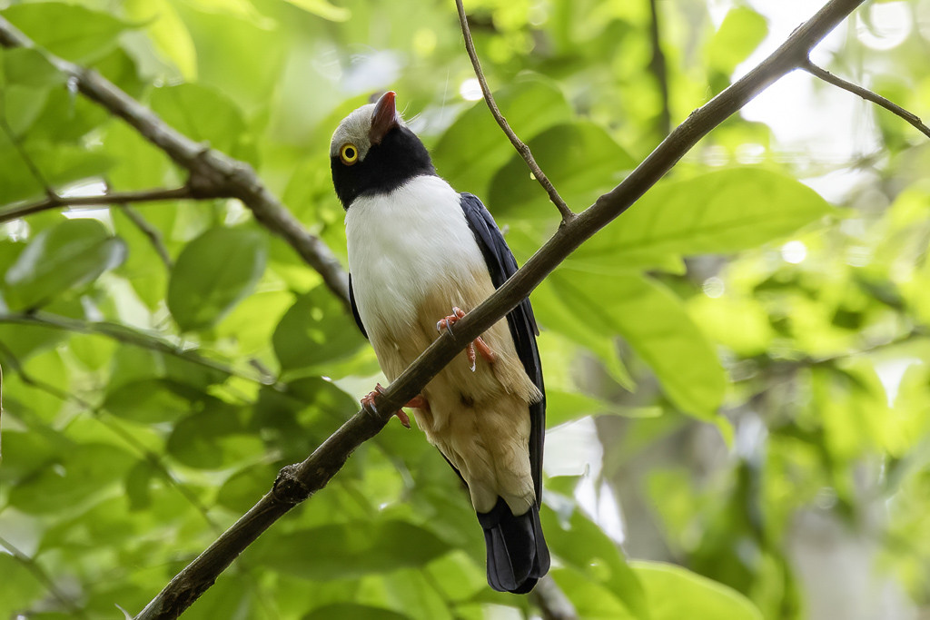 Red-billed Helmetshrike