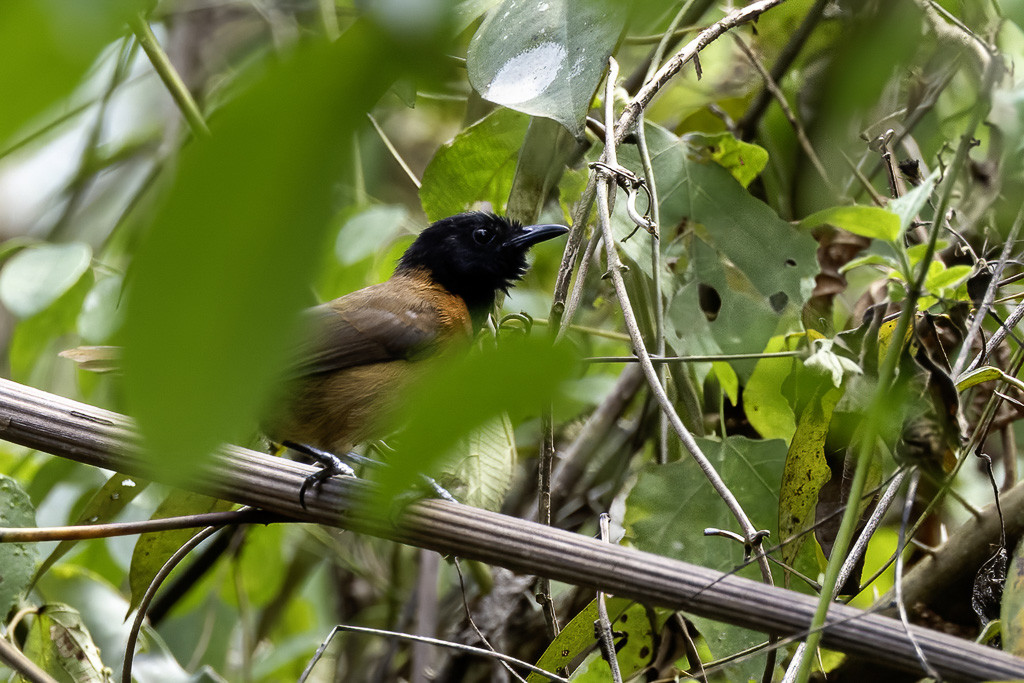 Black-headed Rufous Warbler