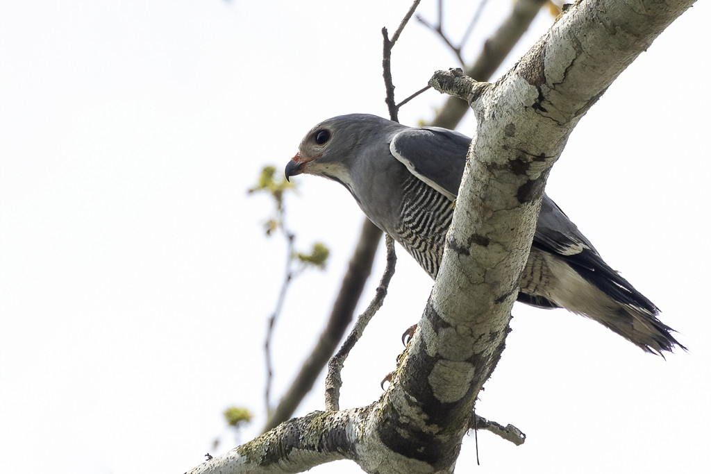 Lizard Buzzard