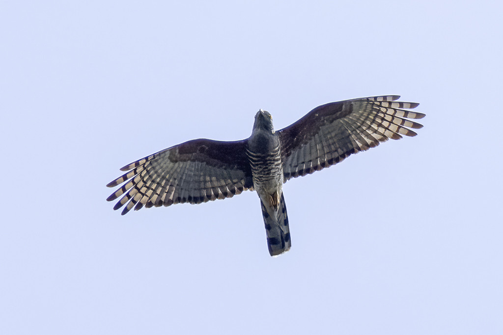 African Cuckoo-Hawk
