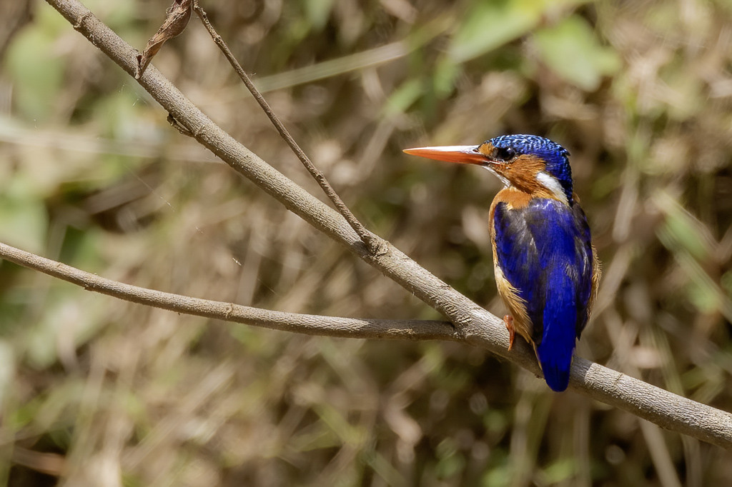 Malachite Kingfisher