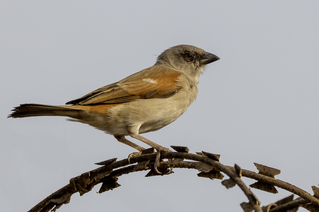 Northern Grey-headed Sparrow