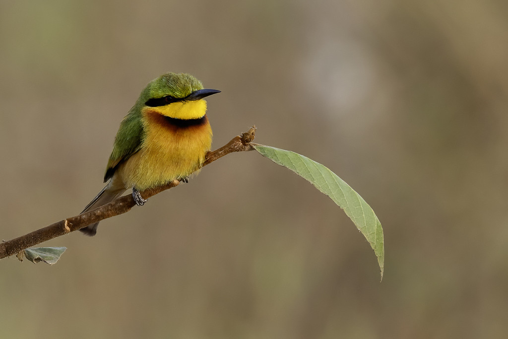 Little Bee-eater