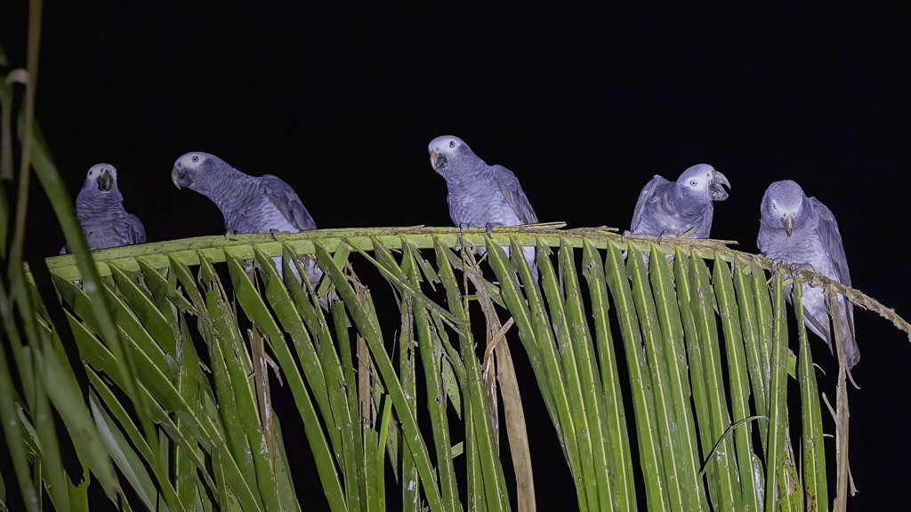Timneh Parrot