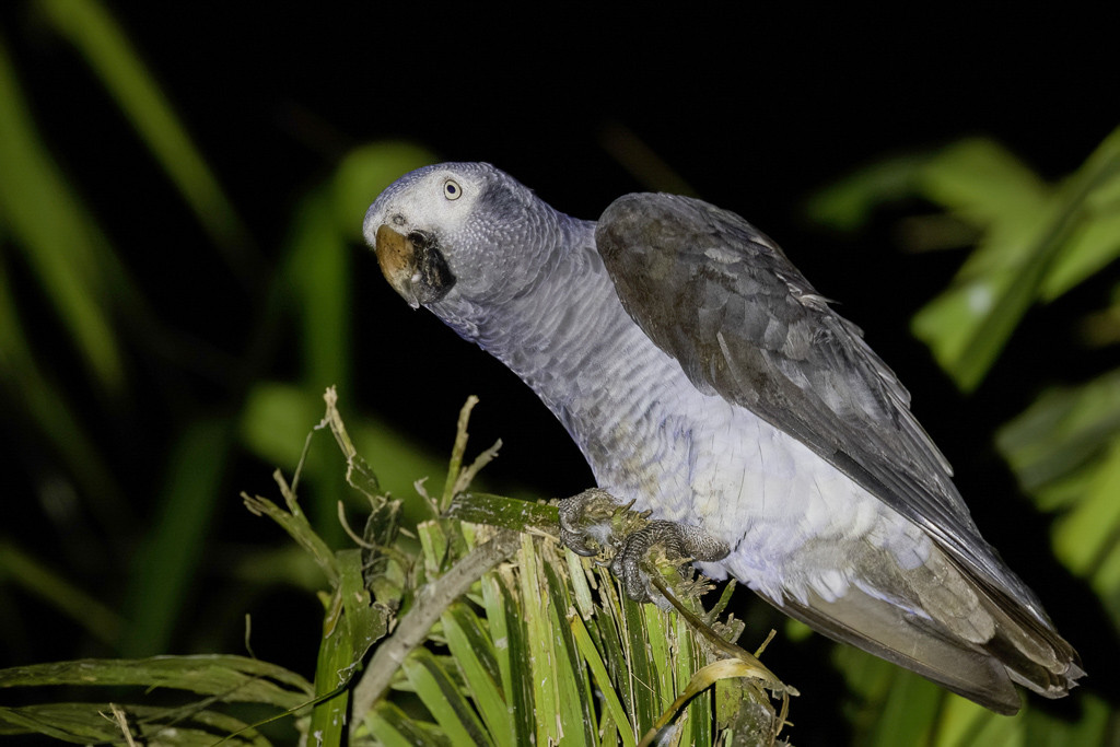 Timneh Parrot