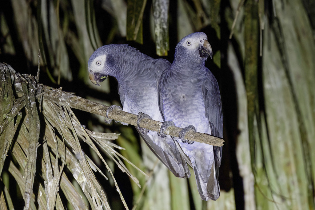 Timneh Parrot