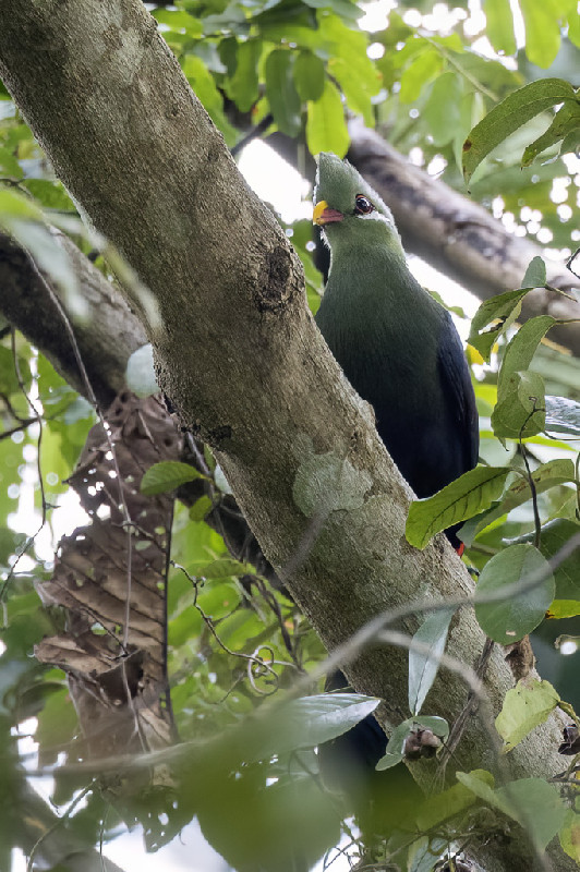 Yellow-billed Turaco