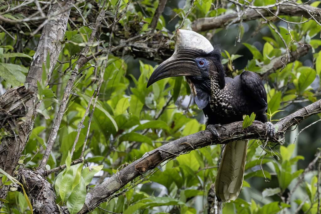 Yellow-casqued Hornbill