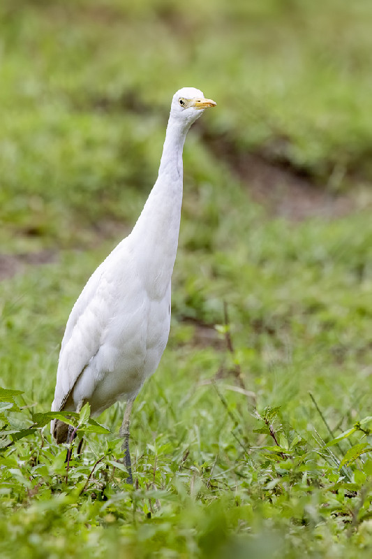 Western Cattle Egret