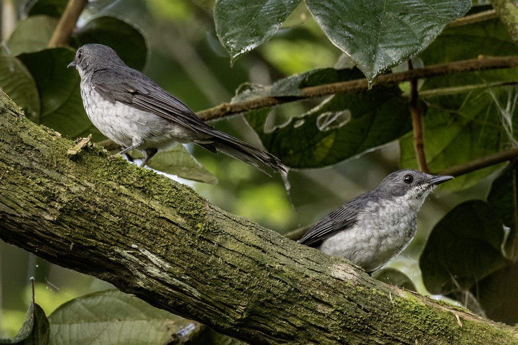 Fraser's Forest Flycatcher
