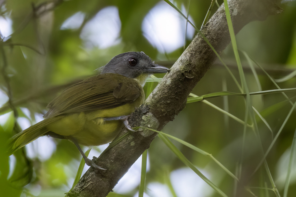 Grey-headed Bristlebill
