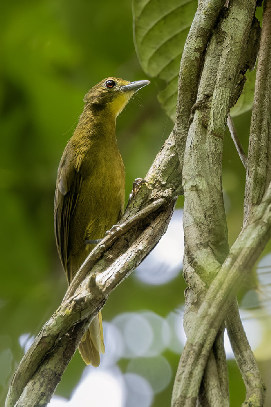 Yellow-bearded Greenbul