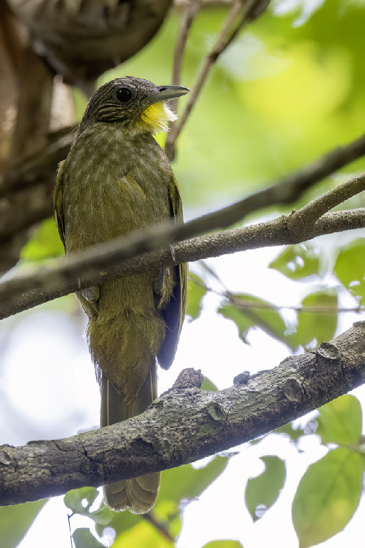 Western Bearded Greenbul