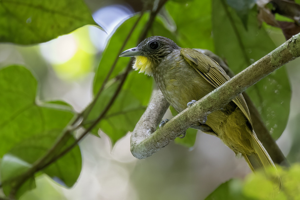 Western Bearded Greenbul