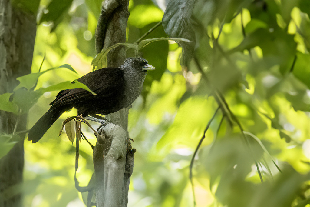 Capuchin Babbler