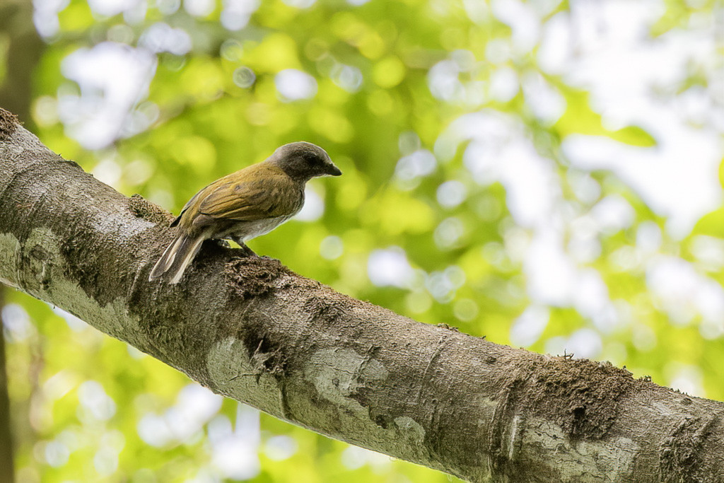 Lesser Honeyguide