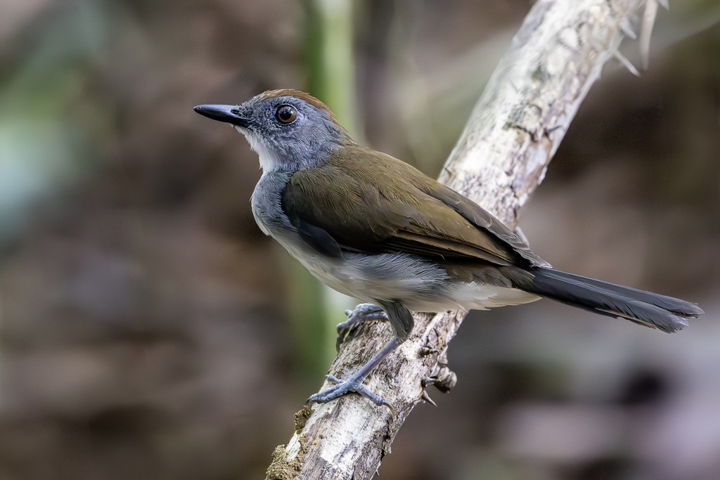 White-tailed Alethe