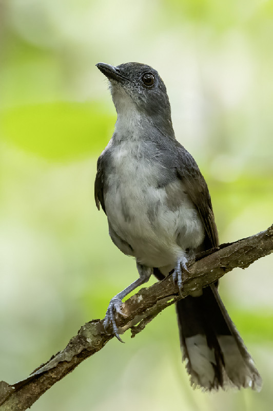 White-tailed Alethe