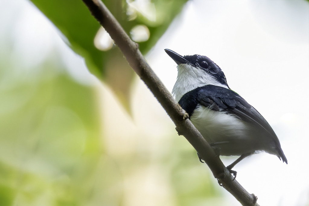 West African Wattle-eye