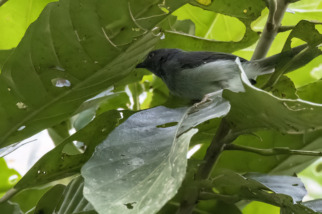 Sharpe's Apalis