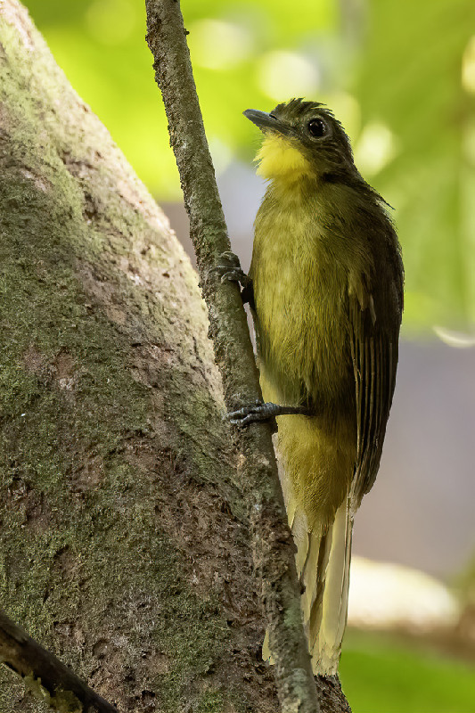 Yellow-bearded Greenbul