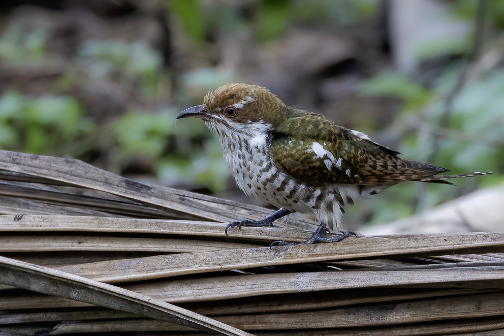 Diederik Cuckoo