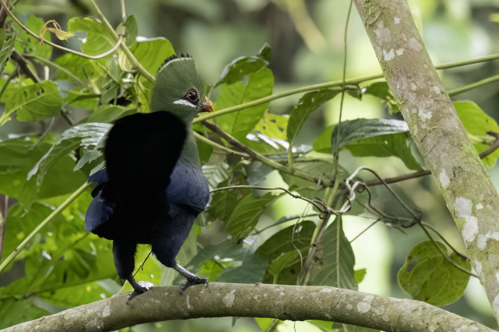 Yellow-billed Turaco
