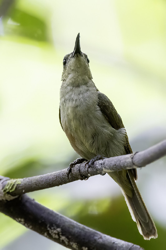 Olive Sunbird
