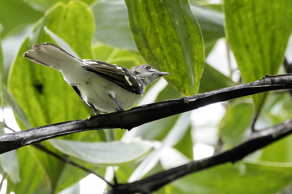 Spotted Greenbul