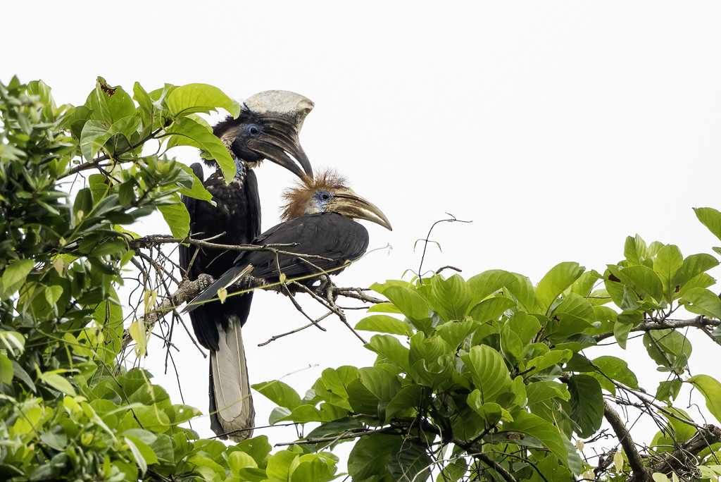 Yellow-casqued Hornbill
