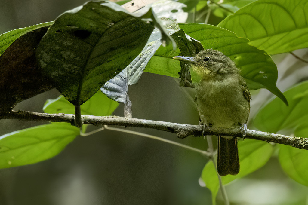 Icterine Greenbul
