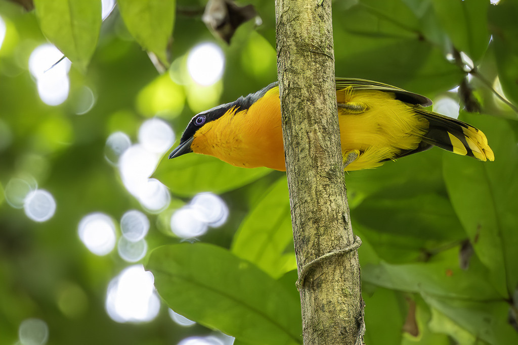 Many-colored Bushshrike