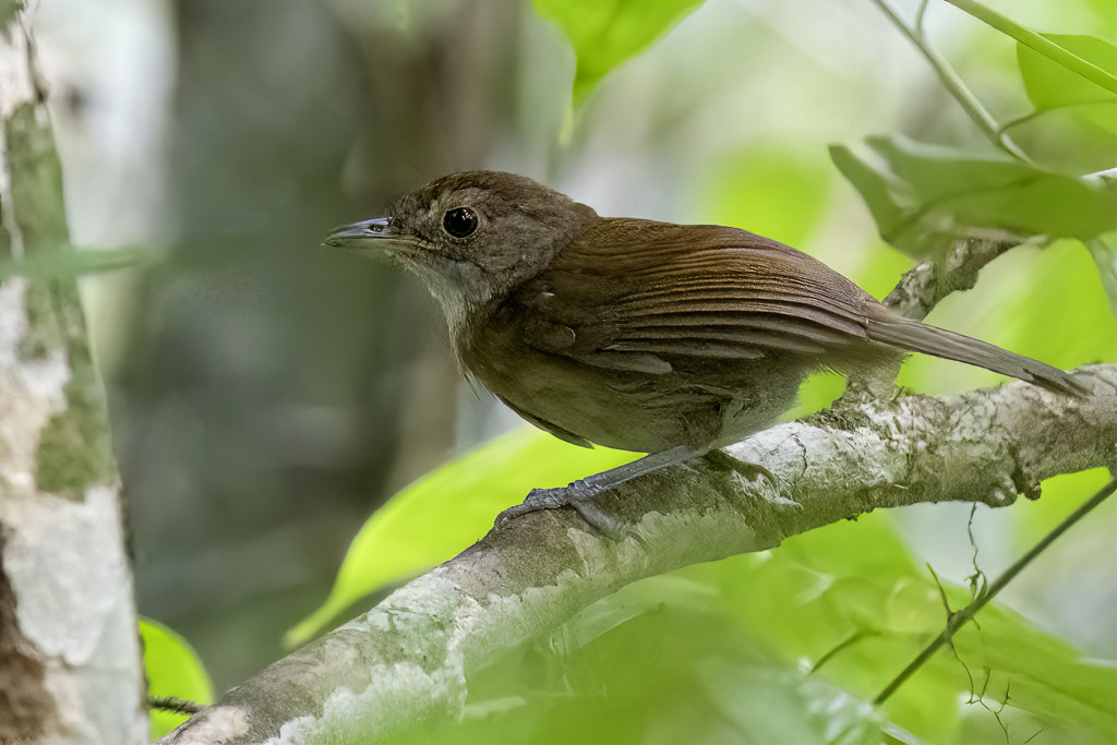 Brown Illadopsis