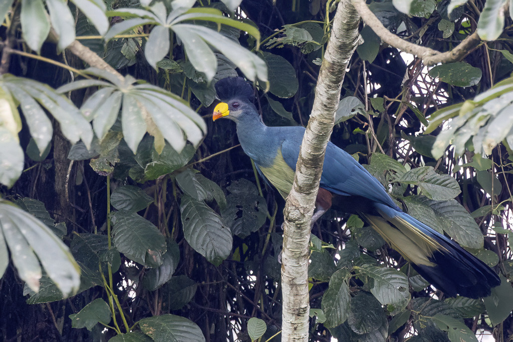 Great Blue Turaco