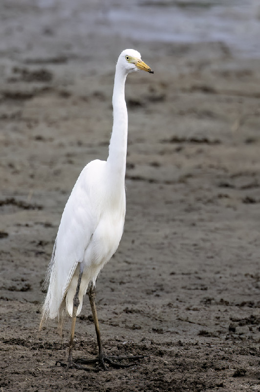 Yellow-billed Egret