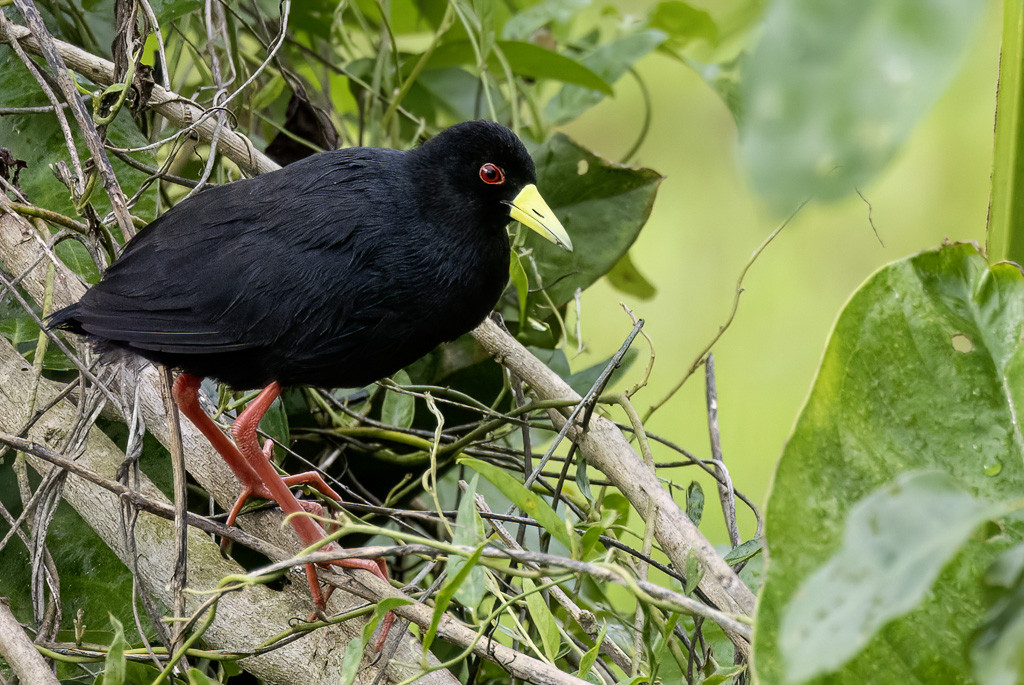 Black Crake
