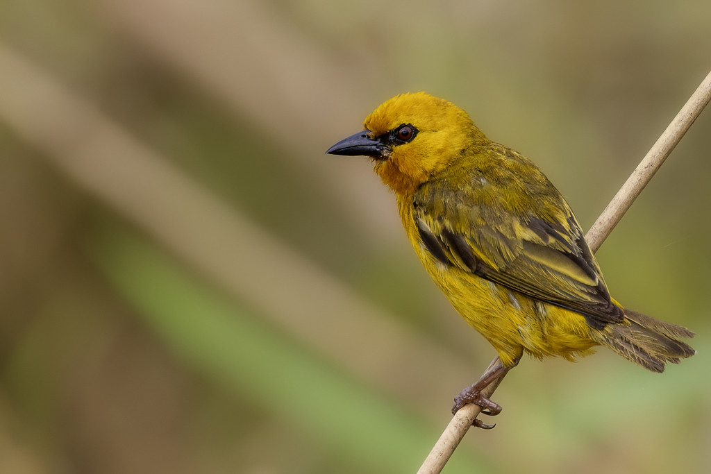 Orange Weaver
