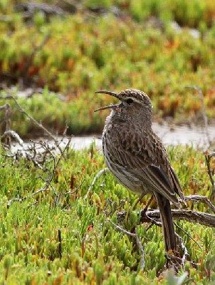  Cape Long-billed Lark