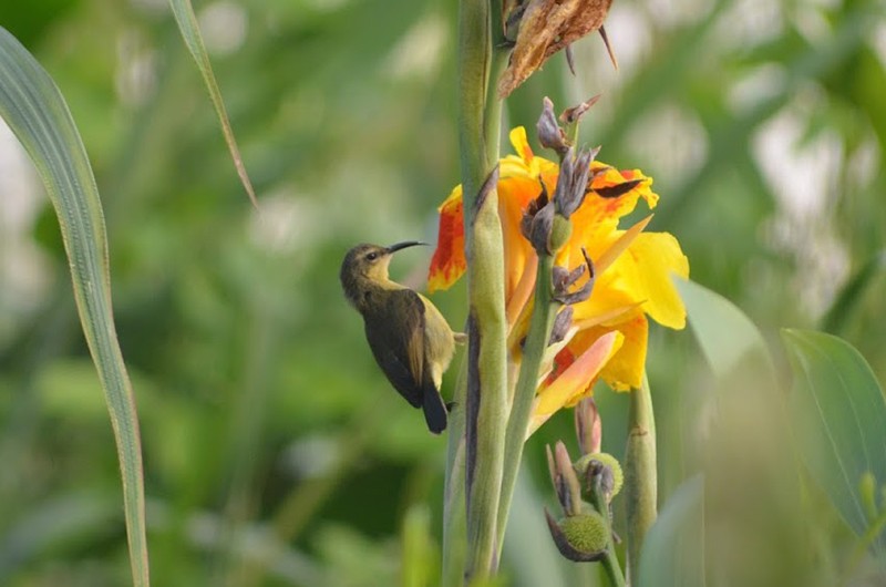 Superb Sunbird