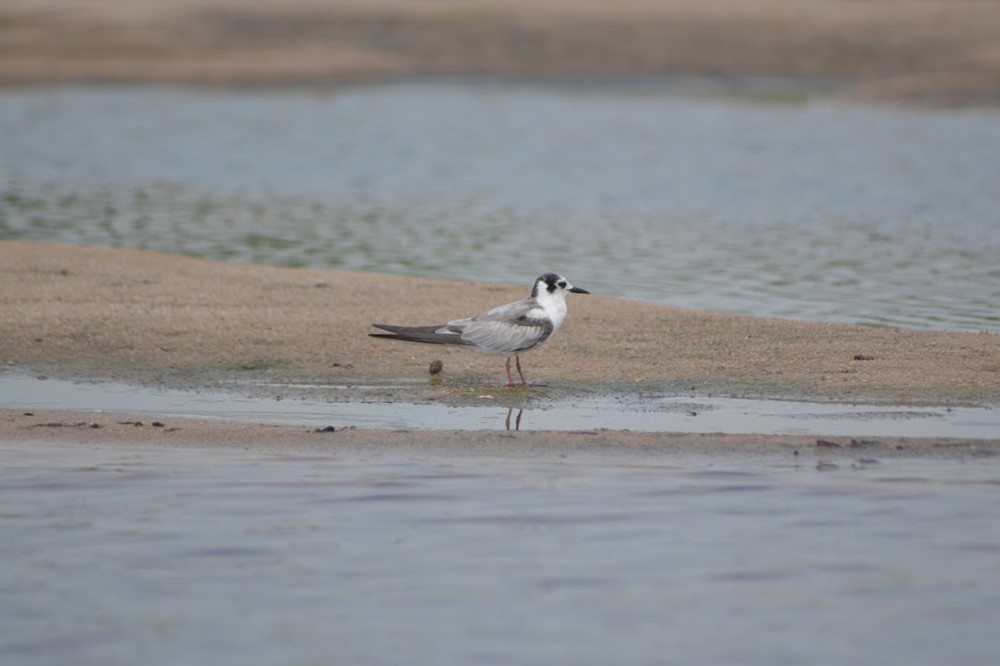 White-winged Tern