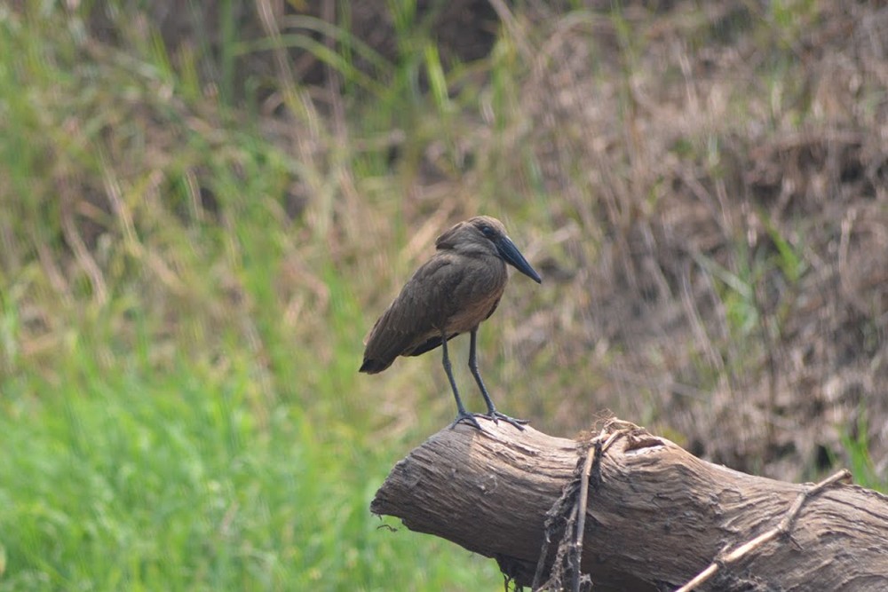 Hamerkop