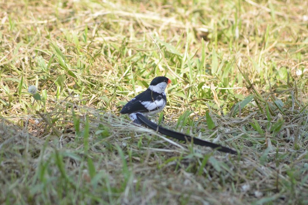 Pin-tailed Whydah