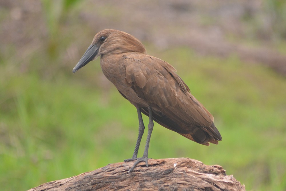 Hamerkop