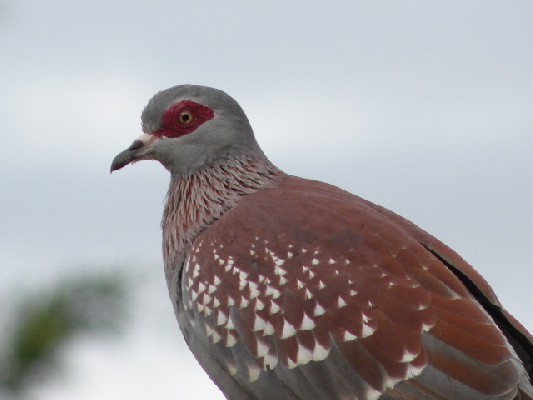 Speckled Pigeon 