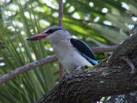 Woodland Kingfisher