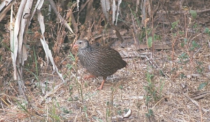Ahanta Francolin