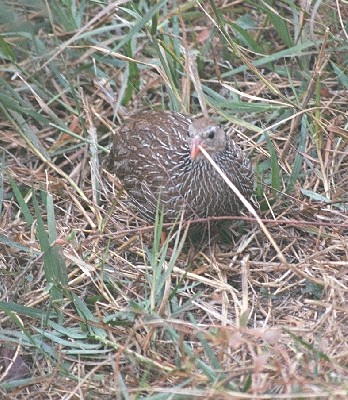 Ahanta Francolin