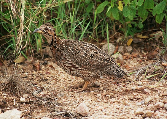 Shelley's Francolin