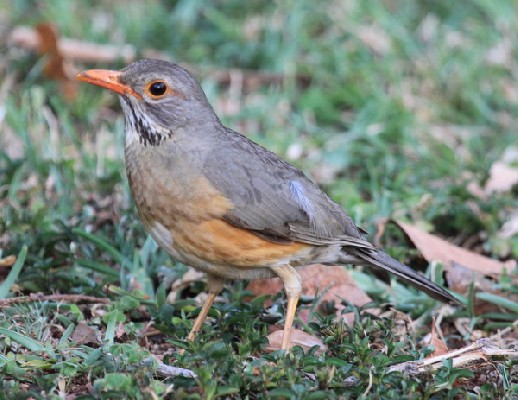 Kurrichane Thrush