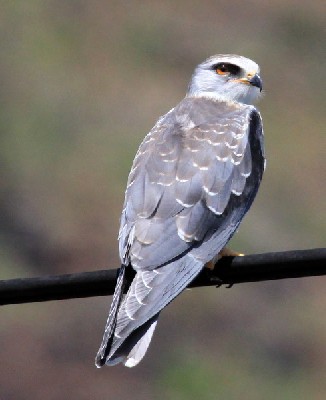 Black-Shouldered Kite